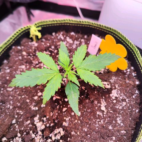 Bonnie growlog timeline photo