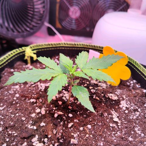 Bonnie growlog timeline photo