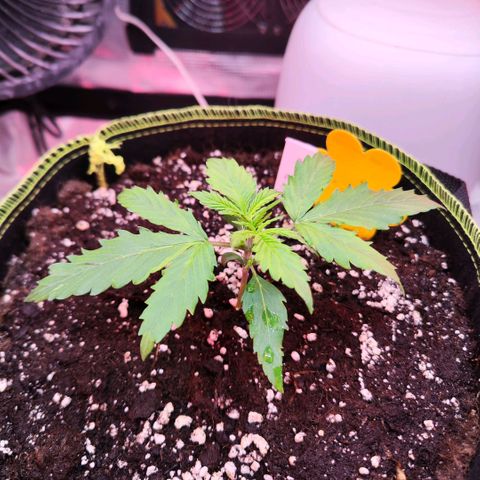 Bonnie growlog timeline photo