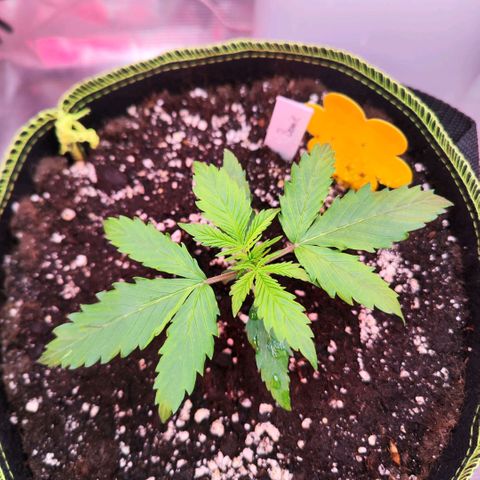 Bonnie growlog timeline photo