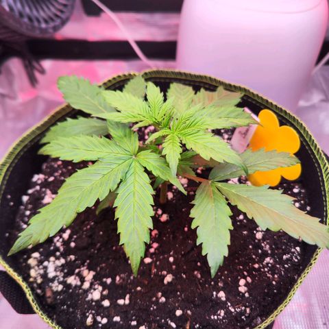Bonnie growlog timeline photo