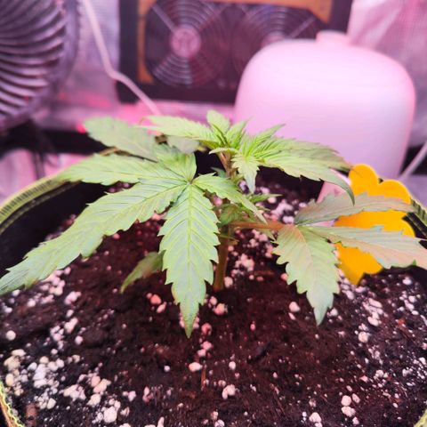 Bonnie growlog timeline photo