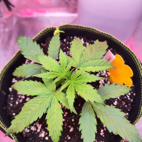 Bonnie growlog timeline photo
