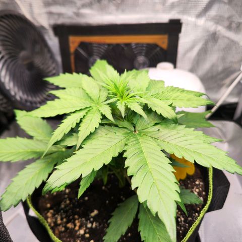 Bonnie growlog timeline photo