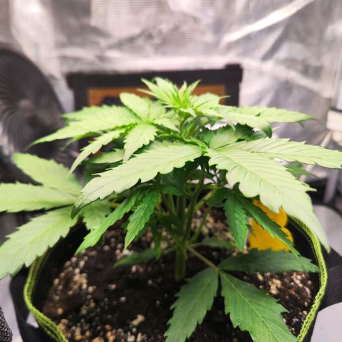 Bonnie growlog timeline photo