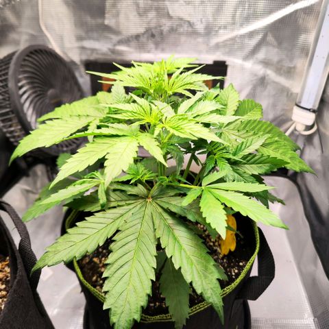 Bonnie growlog timeline photo