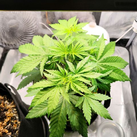 Bonnie growlog timeline photo