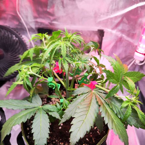 Bonnie growlog photo: Nach dem Training und dem entlauben