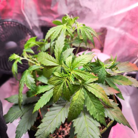 Bonnie growlog photo: Nach dem Training und dem entlauben
