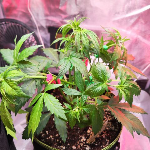Bonnie growlog photo: Nach dem Training und dem entlauben