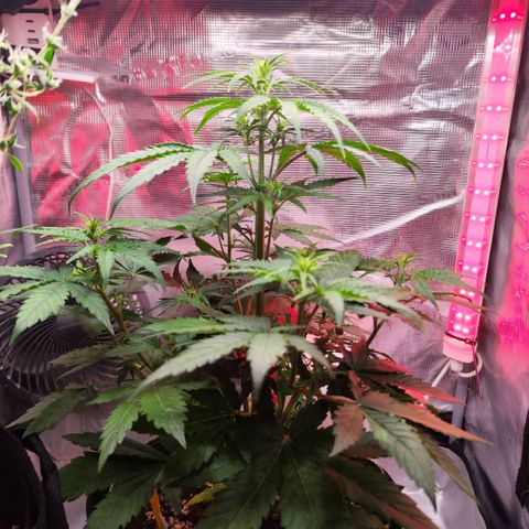 Bonnie growlog timeline photo