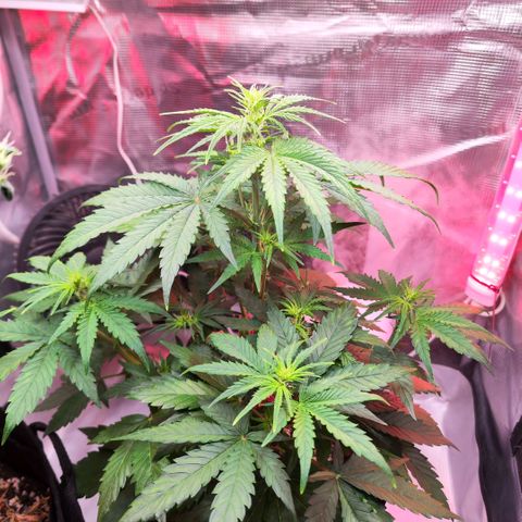 Bonnie growlog timeline photo