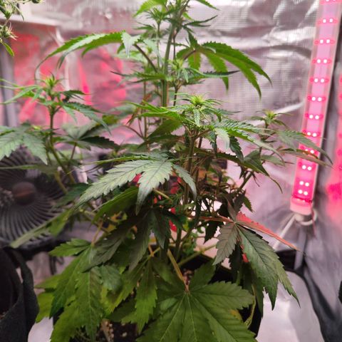 Bonnie growlog timeline photo