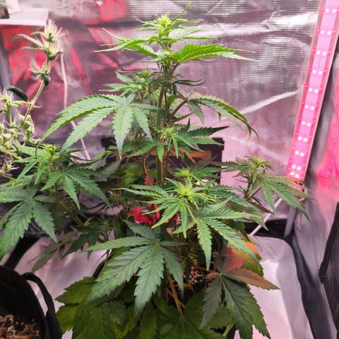 Bonnie growlog timeline photo