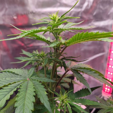 Bonnie growlog timeline photo