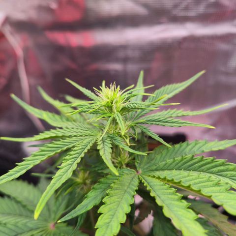 Bonnie growlog timeline photo
