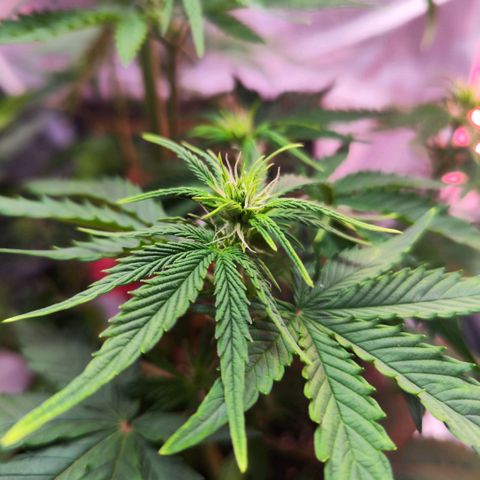 Bonnie growlog timeline photo