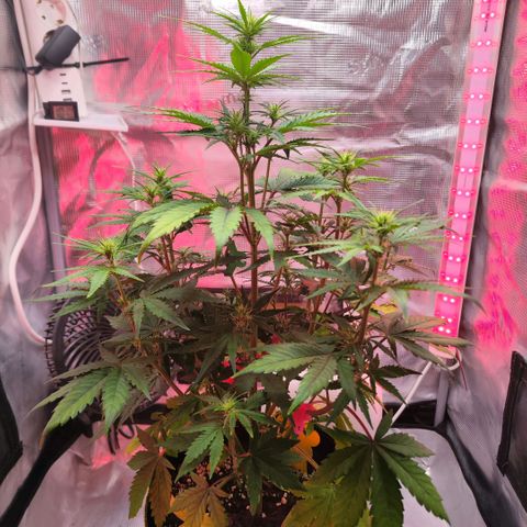 Bonnie growlog timeline photo