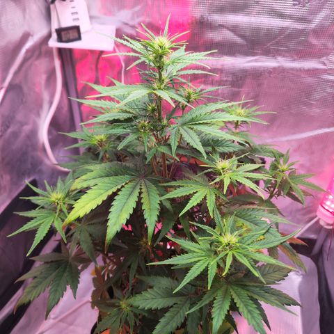 Bonnie growlog timeline photo