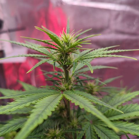 Bonnie growlog timeline photo