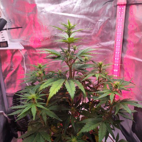 Bonnie growlog timeline photo