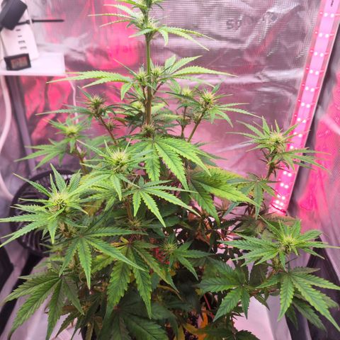 Bonnie growlog timeline photo