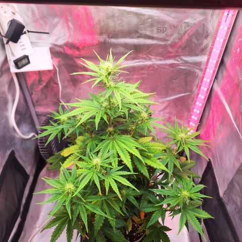 Bonnie growlog timeline photo