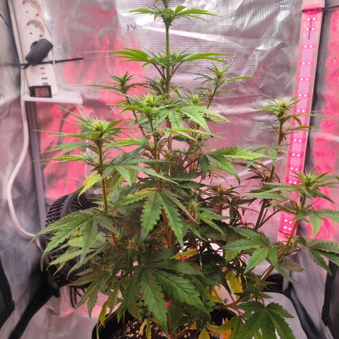 Bonnie growlog timeline photo