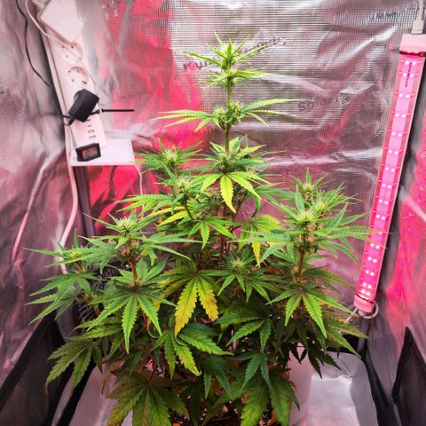 Bonnie growlog timeline photo