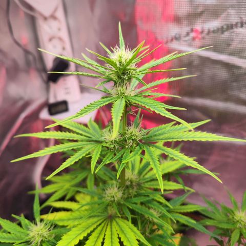 Bonnie growlog timeline photo