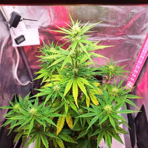 Bonnie growlog timeline photo