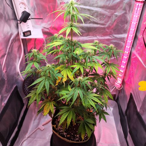 Bonnie growlog timeline photo