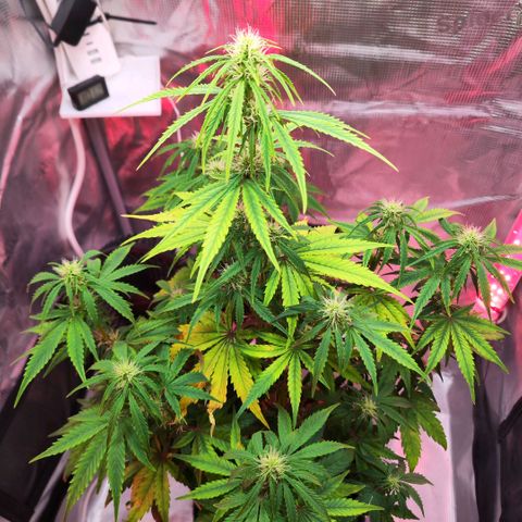 Bonnie growlog timeline photo