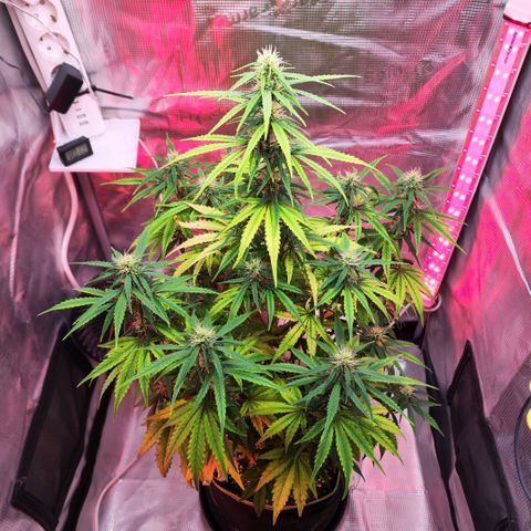 Bonnie growlog timeline photo