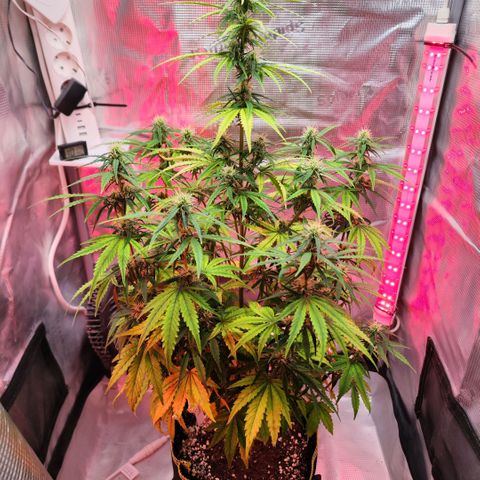 Bonnie growlog timeline photo