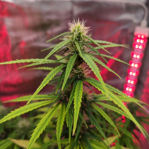 Bonnie growlog timeline photo