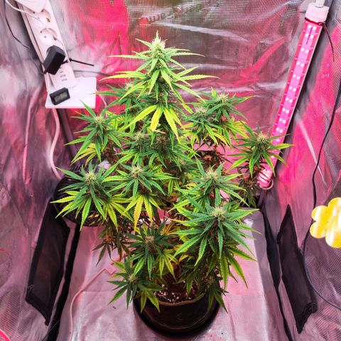 Bonnie growlog timeline photo