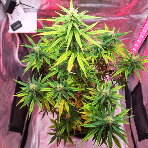 Bonnie growlog timeline photo