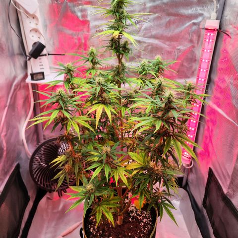 Bonnie growlog timeline photo