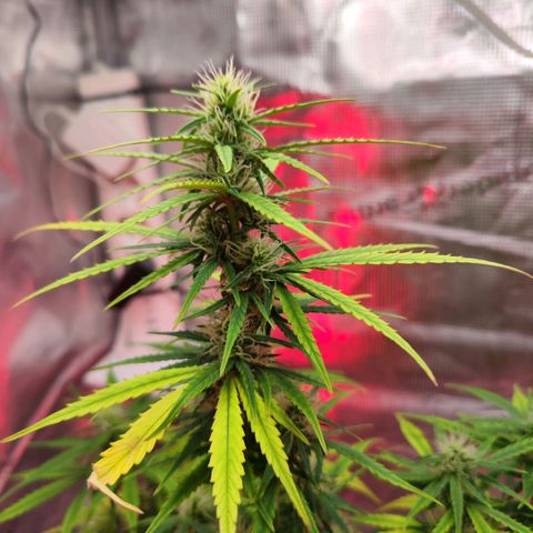 Bonnie growlog timeline photo