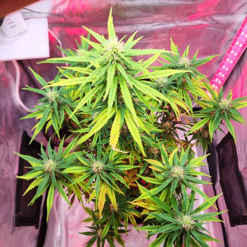 Bonnie growlog timeline photo