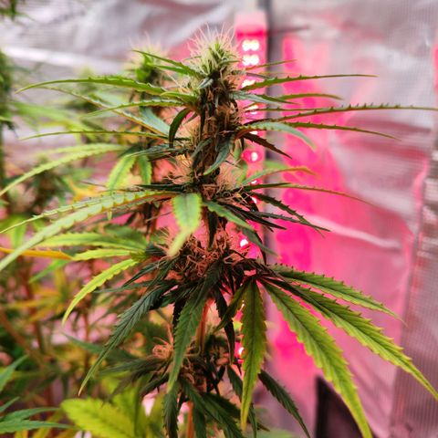 Bonnie growlog timeline photo