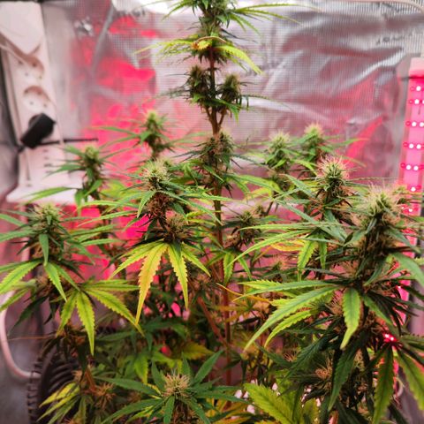 Bonnie growlog timeline photo