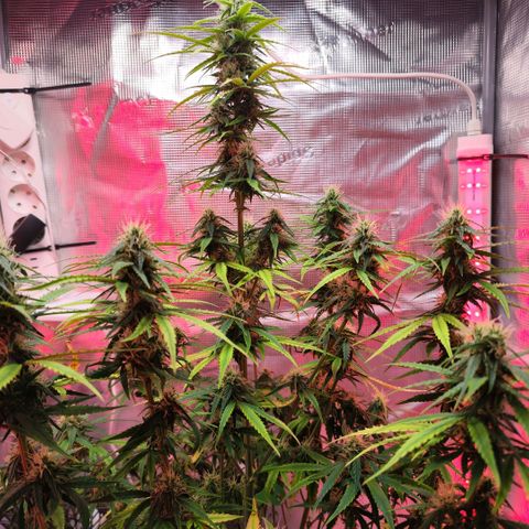 Bonnie growlog timeline photo