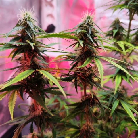 Bonnie growlog timeline photo