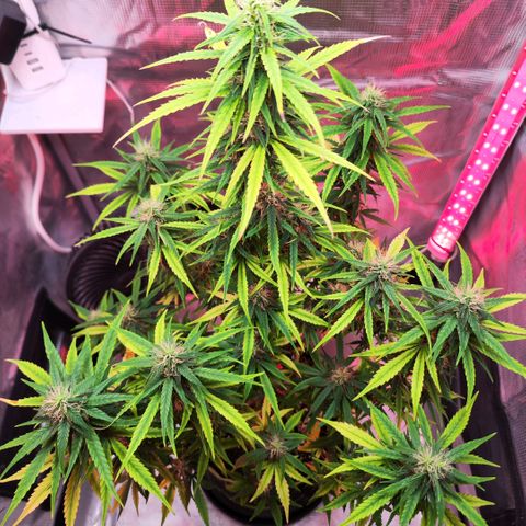 Bonnie growlog timeline photo