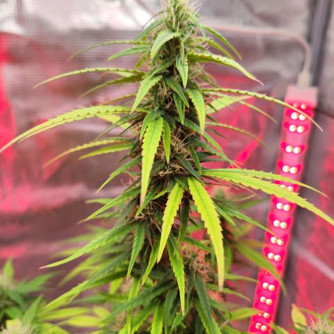 Bonnie growlog timeline photo