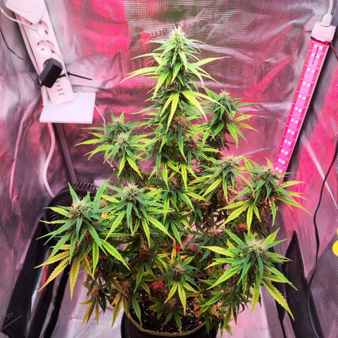Bonnie growlog timeline photo