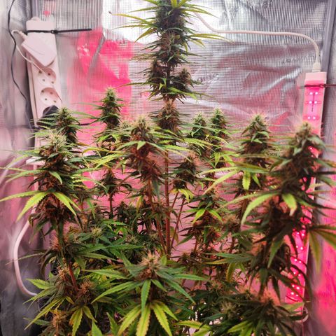 Bonnie growlog timeline photo