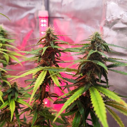 Bonnie growlog timeline photo